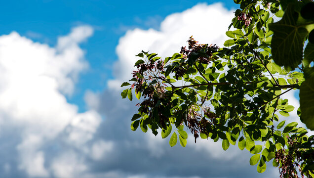 Rama de &aacute;rbol con hojas verdes y peque&ntilde;os racimos de semillas. El fondo muestra un cielo azul con nubes blancas, creando un contraste muy vivo entre el verde de las hojas y el azul del cielo.