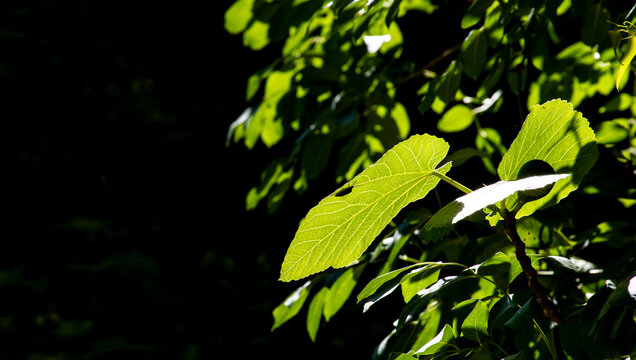 Hoja verde iluminada por el sol, que deja ver con detalle su red de venas. Sobre la hoja se distingue una chinche o escarabajo, proyectada por el contraluz. 