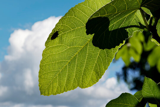 Hoja verde iluminada por el sol, que deja ver con detalle su red de venas. Sobre la hoja se distingue una chinche o escarabajo, proyectada por el contraluz. Con un cielo azul de nubes blancas.
