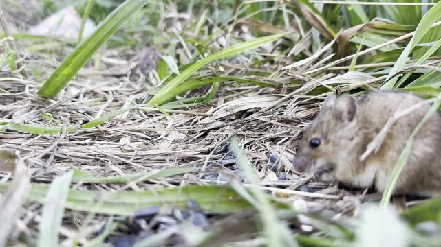 Close-up of striped field mouse eating grain when another mouse suddenly runs in to share the food with natural birds sound