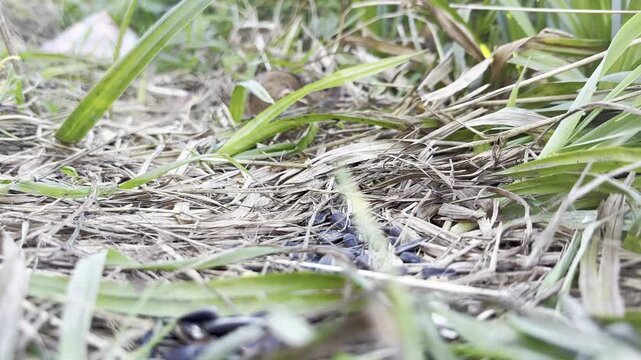 Two striped field mice fighting and jumping in the air over sunflower seeds with natural nature sound.