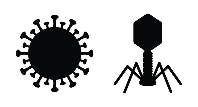 Coronavirus and bacteriophage silhouettes against a white background silhouette