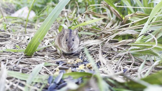Macro shot of tiny striped field mouse eating seeds and bait on green grass with natural bird sounds.