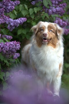 Red Merle Australian Shepherd in Blooming Lilac Garden