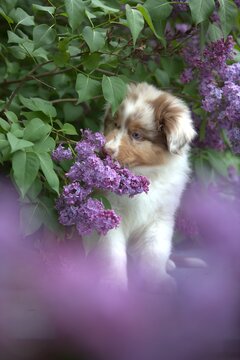 Red Merle Australian Shepherd puppy  in Blooming Lilac Garden