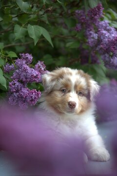 Red Merle Australian Shepherd puppy  in Blooming Lilac Garden
