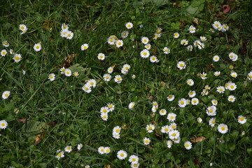 Gänseblümchen © ernstboese