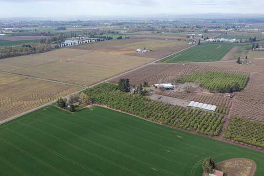 Aerial drone view of rural farmland with houses surrounded by cultivated fields in Oregon USA showing crop, tractor patterns and countryside landscape in Pacific Northwest	
