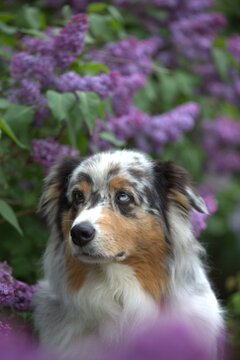 Red Merle Australian Shepherd in Blooming Lilac Garden