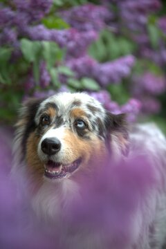 Red Merle Australian Shepherd in Blooming Lilac Garden