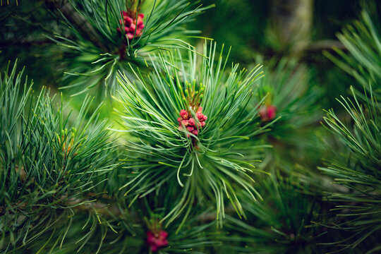 Red inflorescence of a female pine tree in spring. Seasonal nature background. Close-up.