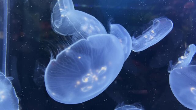Close up selective focus of glowing translucent moon jellyfish swimming gracefully underwater in a deep blue aquarium tank. Beautiful abstract marine life background with calm fluid motion.