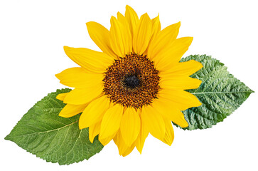 Obraz premium Sunflower isolated on white background. Organic Yellow Sunflower blossom flower. Flying sun flower with green leaves, Top view. Flat lay