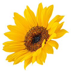Obraz premium Flying sunflower flower isloted on a white background. Levitating sun flower Top view. Flat lay
