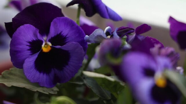 Purple viola flowers in a pot, close up detail