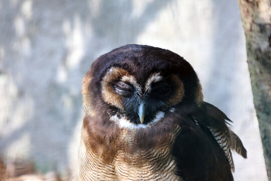 Winking Owl Close-Up: Playful Expression of Brown and Cream Plumage in Natural Light
