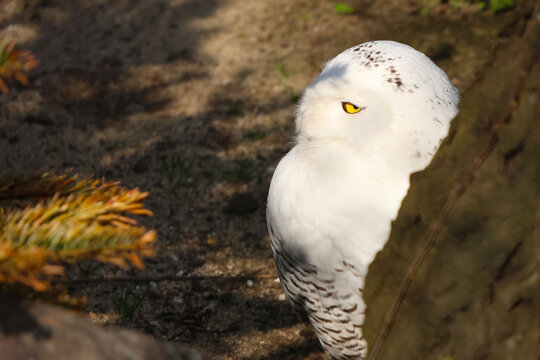 Solitary Snowy Owl Peering from Behind Tree in Sunlit Forest