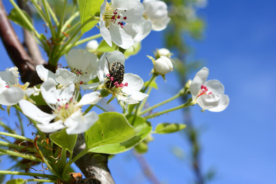 Beetle on a white flower in spring oxythyrea funesta