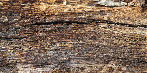 Macro detail of a rotting tree trunk surface, showing the dark brown inner wood layers and the gray bark texture. © Hendri