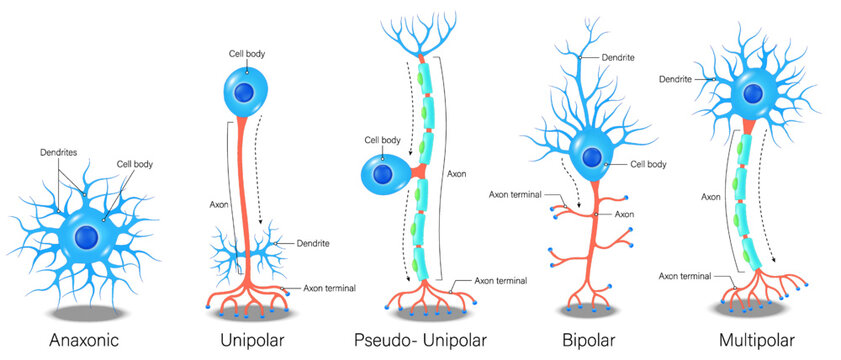 Types of neurons. Anaxonic, Unipolar, Pseudo-Unipolar, Bipolar and Multipolar. Neuron types. Nerve cell anatomy.