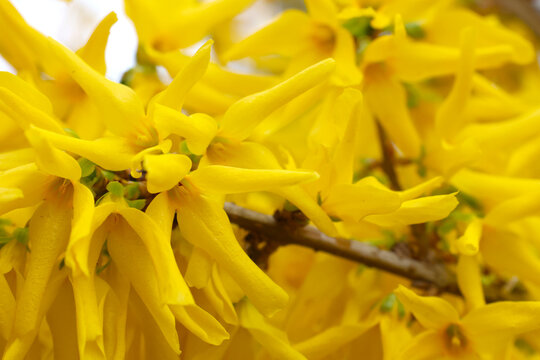Vibrant Yellow Forsythia Blossoms in Springtime Garden Scene