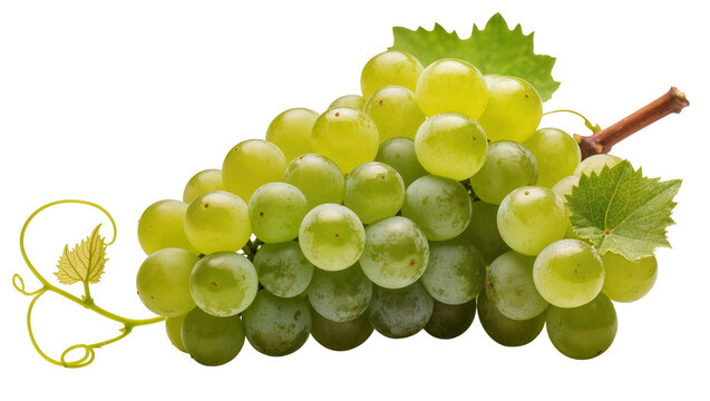 Green unripe grape bunch with stem and leaves