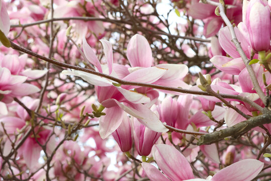Spring Blossom Serenity: Blooming Pink Magnolias for Nature-Inspired Art and Decor