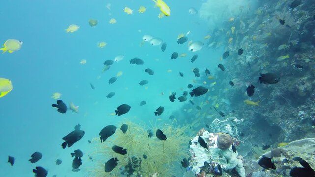 The underwater world of coral reef with fishes at diving. Coral garden under water. Leyte, Philippines.