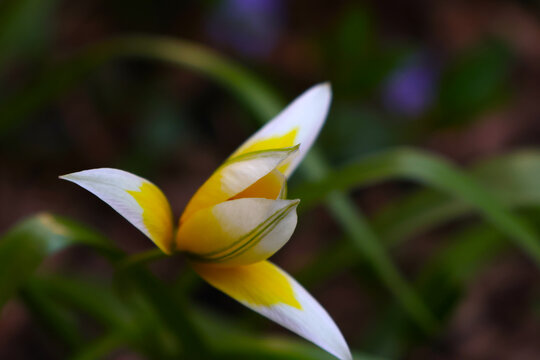 Blooming White and Yellow Tulip in Natural Garden Setting for Spring Decor
