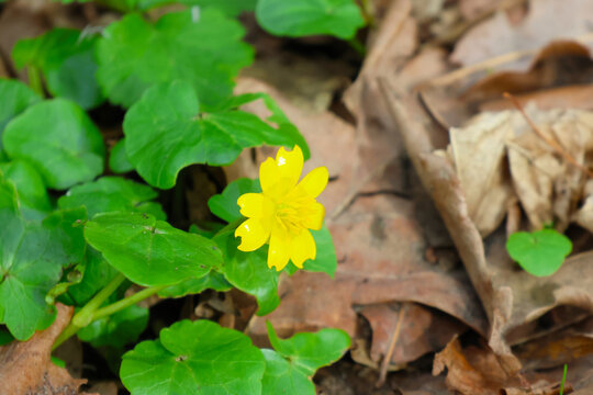 Yellow Wildflower Among Leaf Litter in a Forest Nature and Spring Concept for Botanical Design