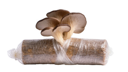Oyster mushrooms growing on wooden log wrapped in plastic film © Michal
