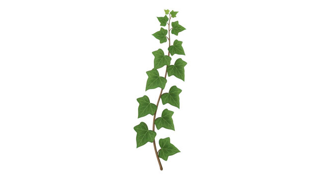 Green ivy plant climbing on white background