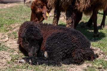 Fototapeta premium Newborn black lamb resting on green grass in spring pasture