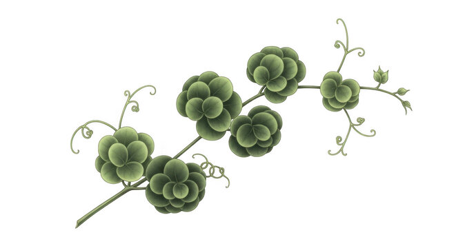Clustered green broccoli florets on stems
