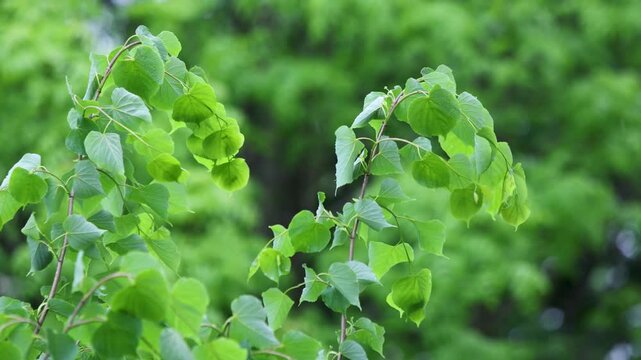 Green lime tree branches swaying in the wind during rain