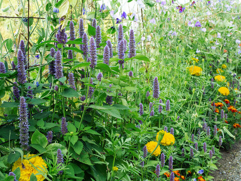 Anice Hyssops, Agastache foeniculum, herbaceous perennial plant blooming in a garden with light purple flowers