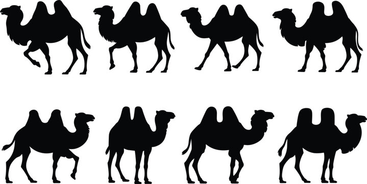 Collection of eight black camel silhouettes in various walking poses on a white background, animal