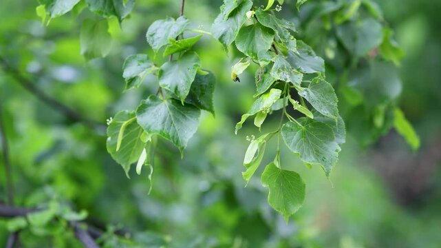 Green lime tree branches swaying in the wind during rain