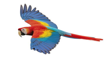 Scarlet macaw parrot in flight with vibrant plumage and long tail feathers © Michal