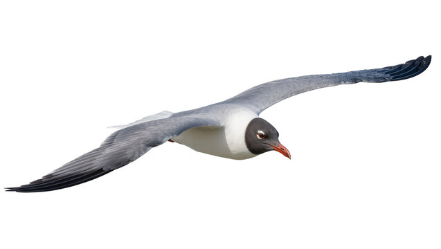 Gray and White Flying Seagull with Extended Wings and Beak