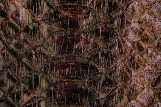 Python skin leather texture with glossy scale pattern and exotic reptile fashion background