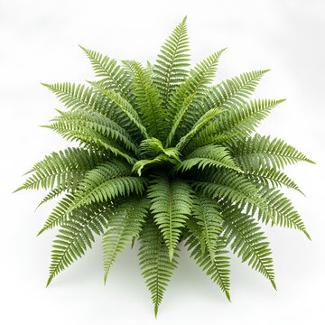 Green fern plant with detailed leaves on white background.