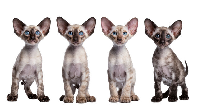Four Sphynx Kittens Standing Side by Side with Large Ears
