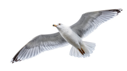 Obraz premium Flying Grey Seagull with Extended Wings and Yellow Beak