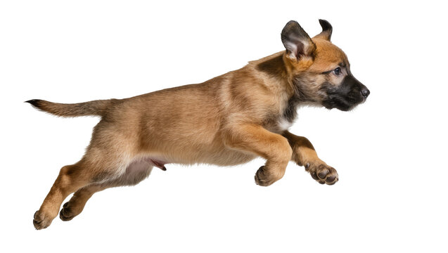 Brown playful puppy running mid-air with focused expression
