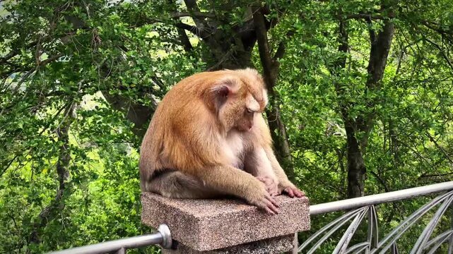 A macaque touches its face with its paw and then wipes its paw on the surface of a pole among tropical greenery in a park in Phuket, Thailand.