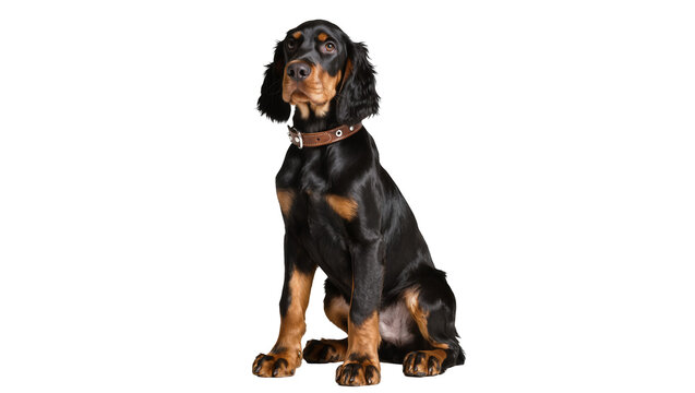 Black and Tan English Cocker Spaniel Sitting with Collar