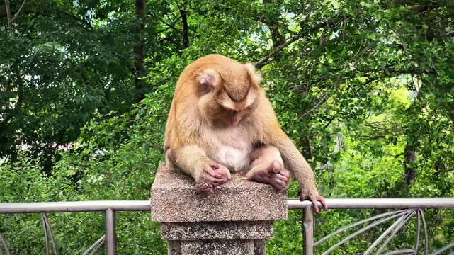 A monkey sits on a pole, examines trash between its paws, then throws it down. Natural animal behavior at a park in Phuket, Thailand.