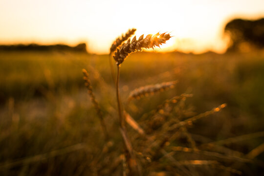 Spiga di grano al tramonto