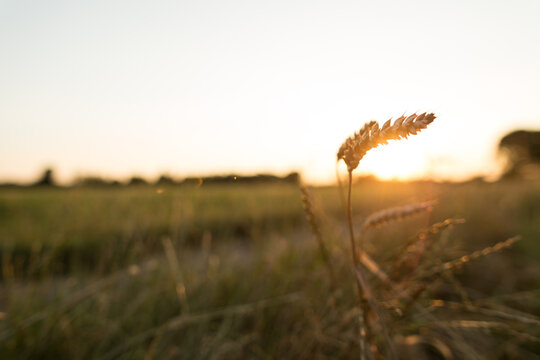 Spiga di grano al tramonto